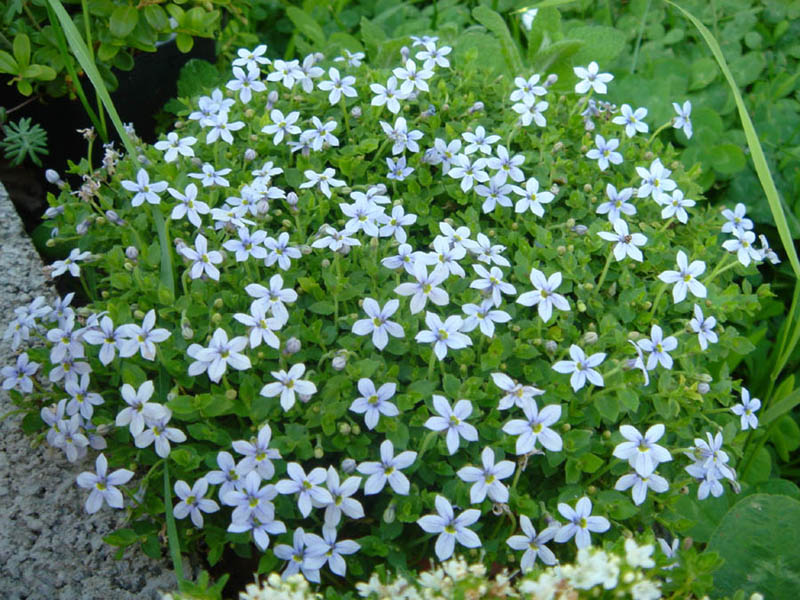 Lobelia pedunculata photo